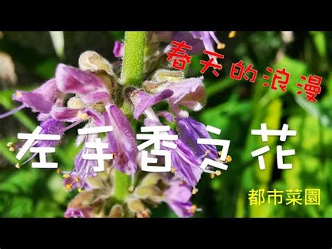 左手香 風水|左手香開花風水：邊個方位最旺財？